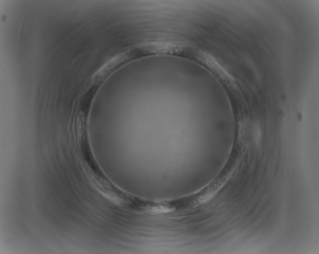 X0000082960165200702011316