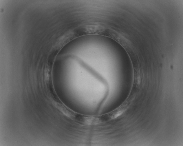 X0000082960226200702011315