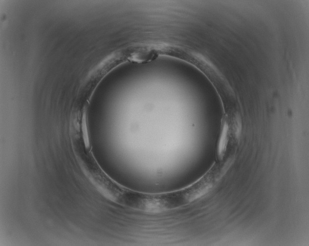 X0000082960264200702011315