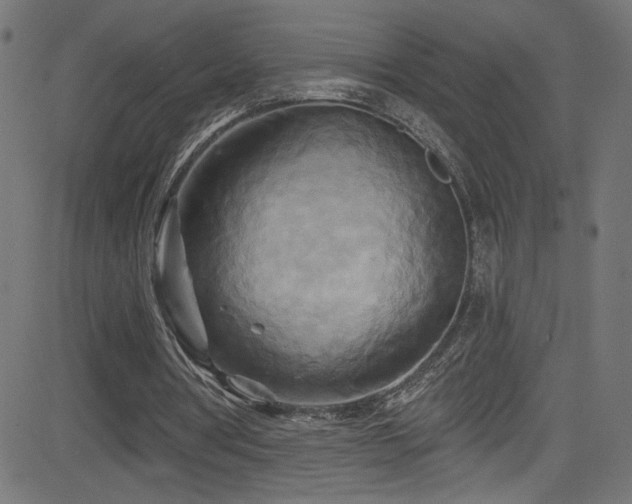 X0000082960386200702011313