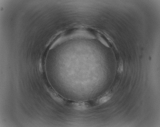 X0000082960524200702011310