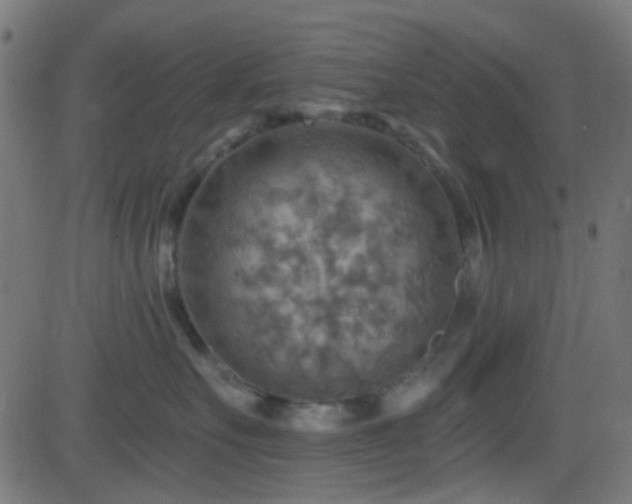 X0000082960527200702011310