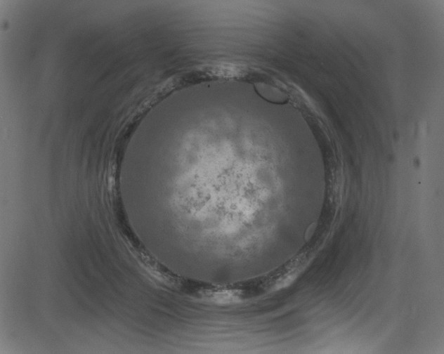 X0000082960553200702011310