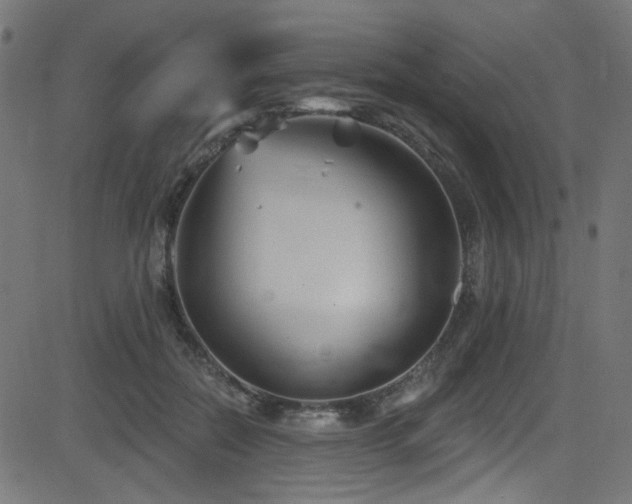 X0000082960554200702011310