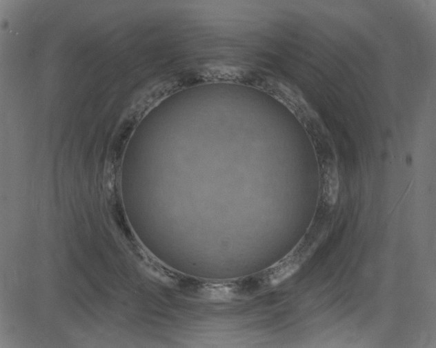 X0000082960701200702011307