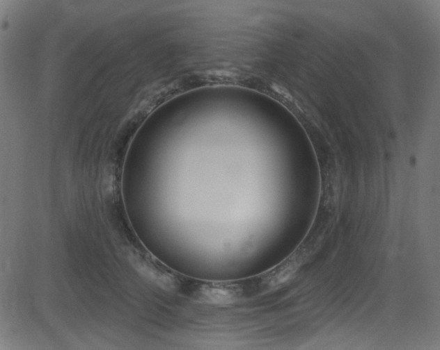 X0000082960706200702011307