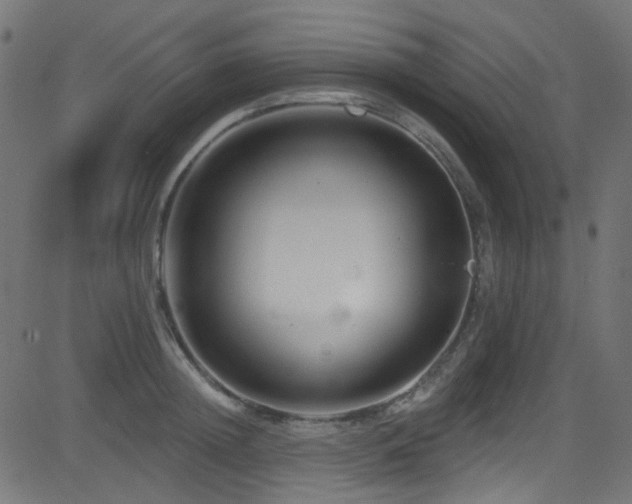 X0000082960852200702011305