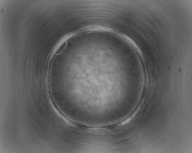 X0000082960863200702011306