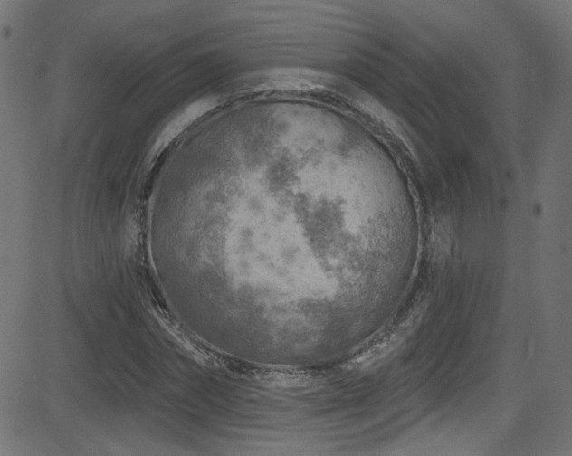 X0000082960874200702011305