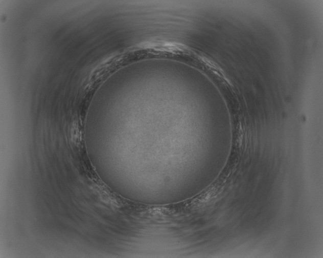 X0000082960966200702011303