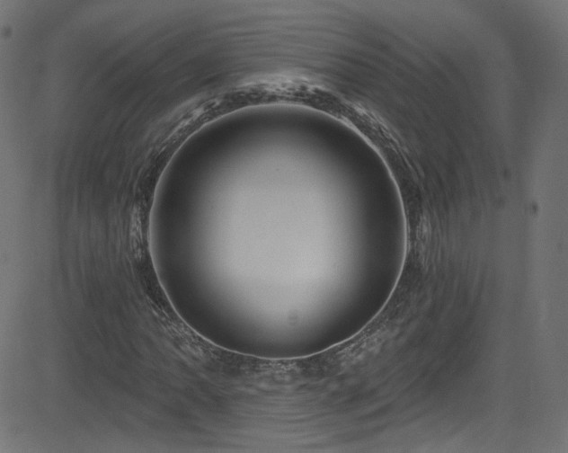 X0000082961062200702011302
