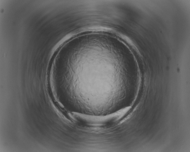 X0000082961229200702011259