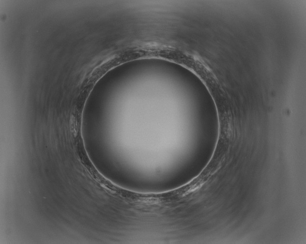 X0000082961253200702011258
