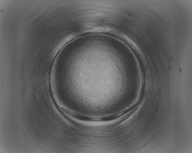 X0000082961329200702011257
