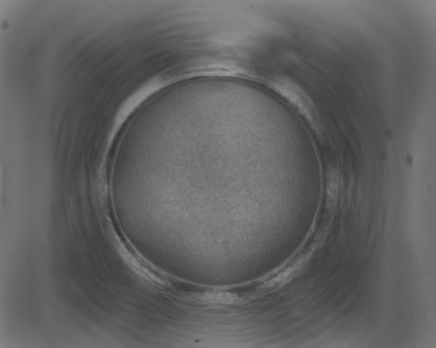 X0000082961466200702011255