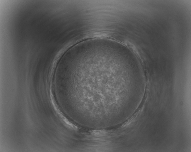 X0000082960145200702081725