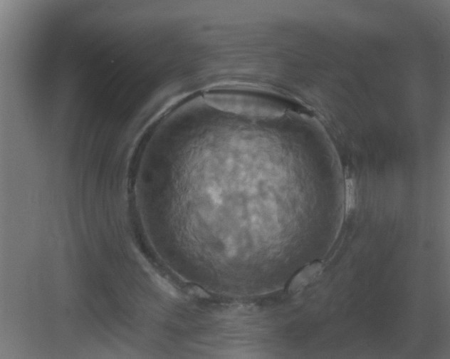 X0000082960243200702081723