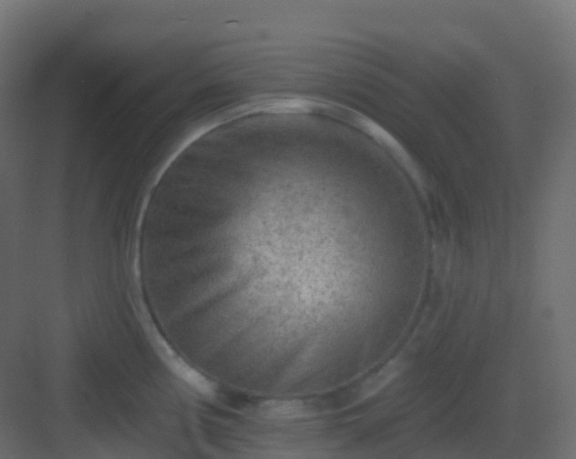 X0000082961194200702081707