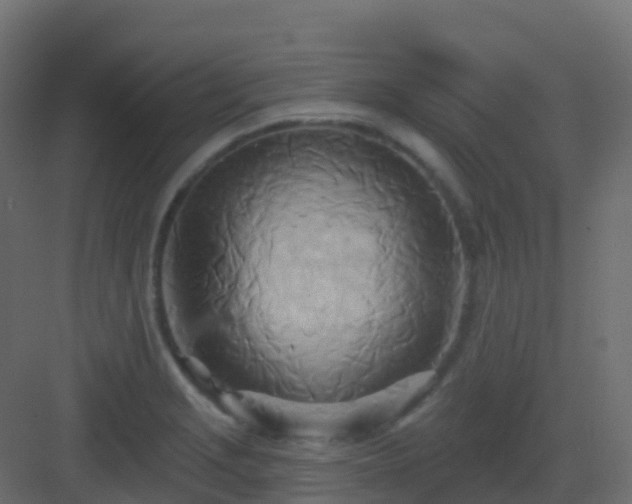 X0000082961229200702081707