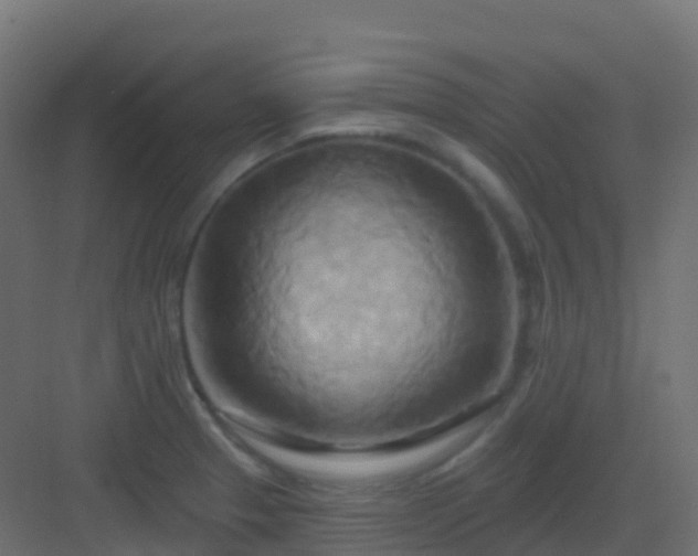 X0000082961329200702081705