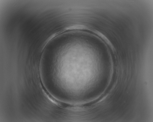 X0000082961337200702081706