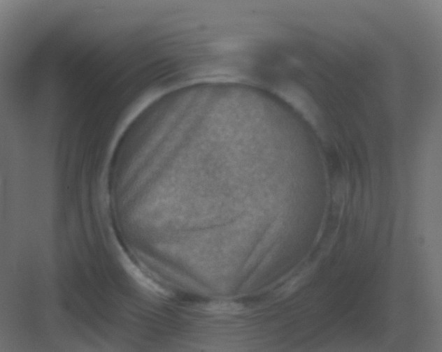 X0000082961466200702081703