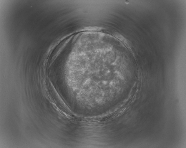 X0000082960337200702152311