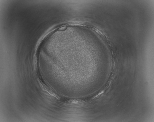 X0000082960343200702152311