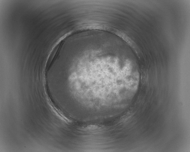 X0000082960390200702152311