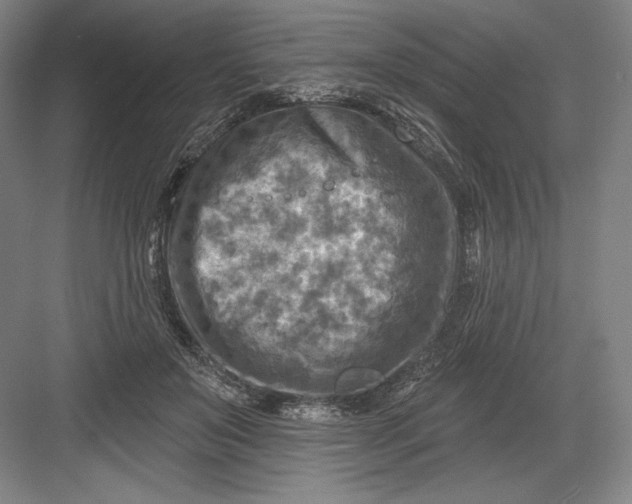 X0000082960503200702152309