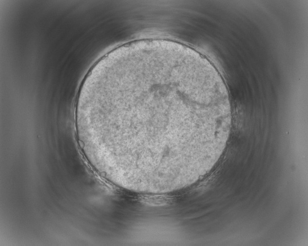 X0000082961150200702152259