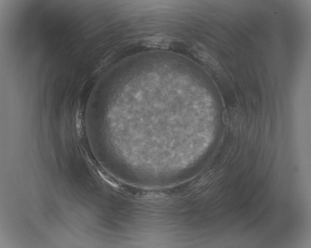 X0000082961154200702152258