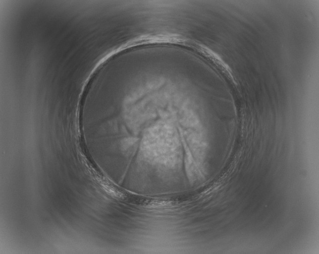 X0000082961174200702152258