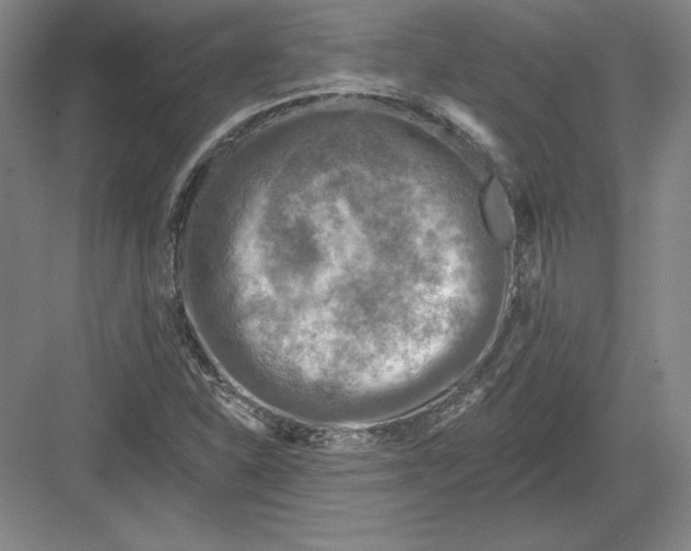 X0000082961310200702152255