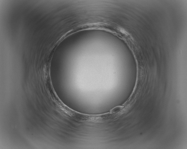 X0000082961353200702152255