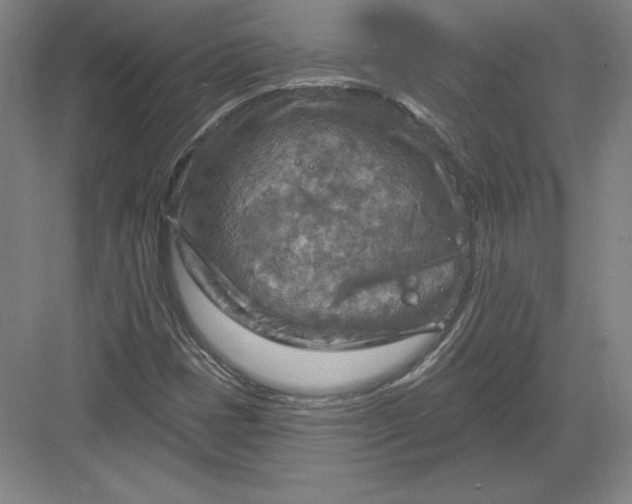 X0000082961401200702152254