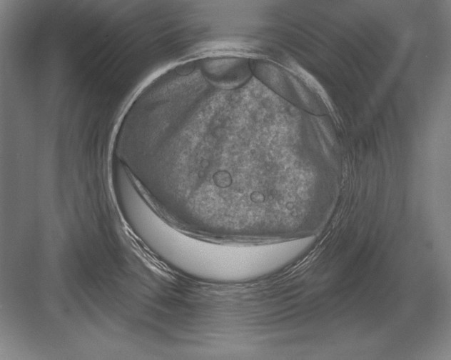 X0000082961435200702152254