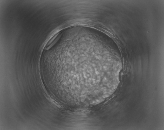 X0000082960099200702222350