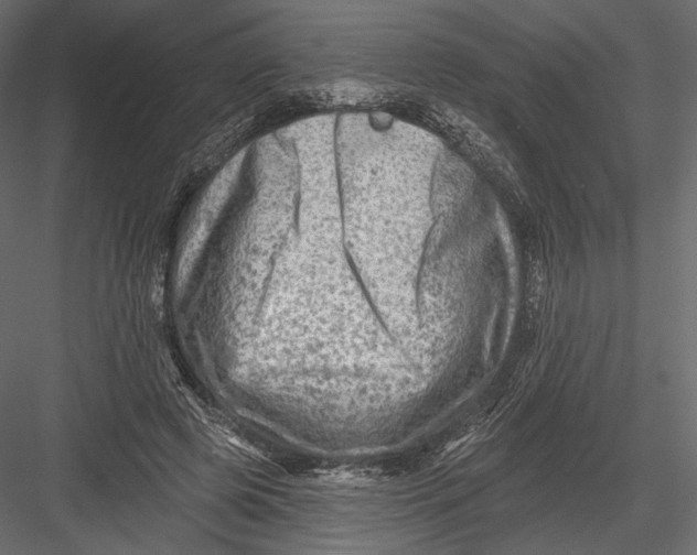 X0000082960545200702222343