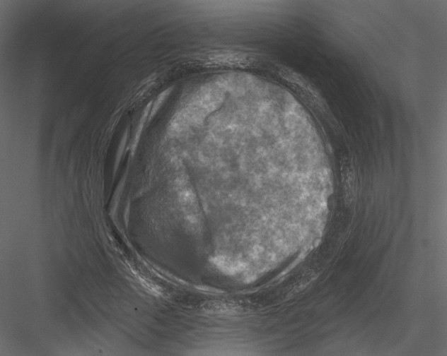 X0000082960729200702222339