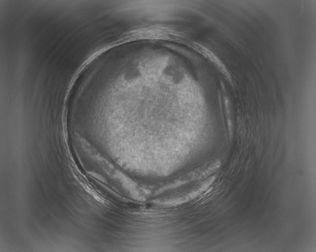 X0000082961035200702222334