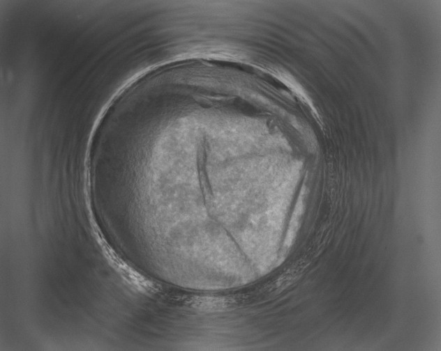 X0000082961088200702222333