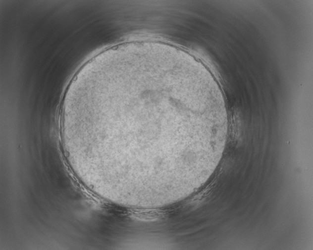 X0000082961150200702222333