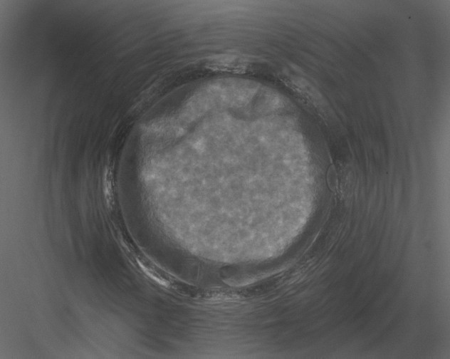 X0000082961154200702222332