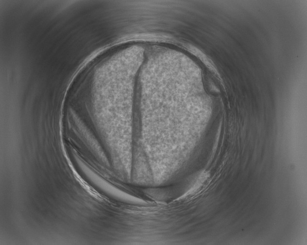 X0000082961237200702222331