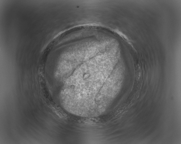 X0000082961255200702222330