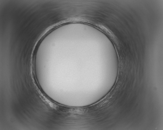 X0000082961286200702222330