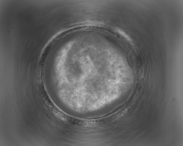 X0000082961310200702222329