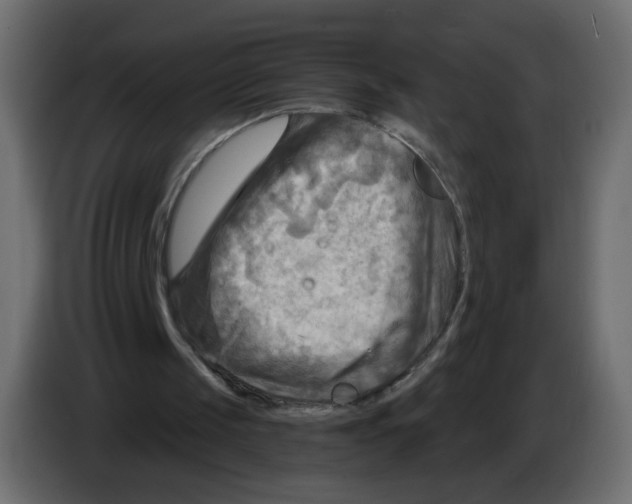 X0000082960049200703020221