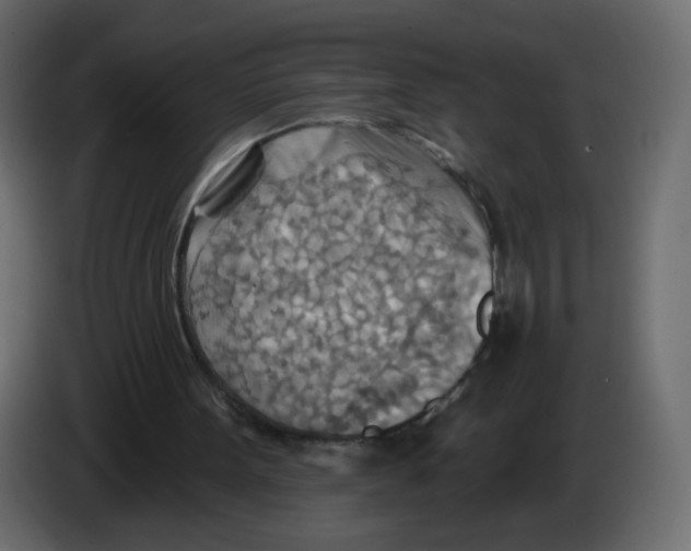 X0000082960099200703020221